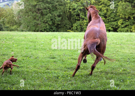 Geste Westerberg, Pferd und Hund spielen zusammen auf der Weide Stockfoto