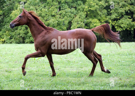 Geste Westerberg, Pferd auf der Weide trotten Stockfoto