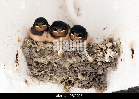 Ascheberg-Herbern, Deutschland, junge Haus Schwalben sitzen in ihrem Nest Stockfoto