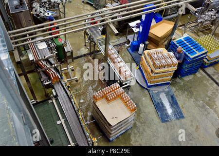 Man stapeln Fällen auf einer Palette von Plattenspieler, Healeys Cyder, Penhallow Farm Cornwall, Truro, Cornwall, England, Großbritannien Stockfoto