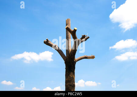 Stumpf und blauer Himmel Stockfoto
