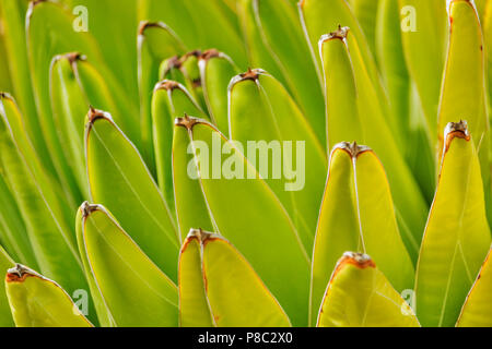 Agave Blätter detail, grün-gelbe Farbe, Gradation, Sonnenlicht, Licht Kontrast, horizontale Zusammensetzung Stockfoto