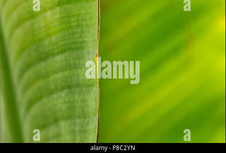 Riesigen grünen Blätter der Baum der Reisenden - ravenala madagascariensis, ein dünnes braunes Blatt Grenze im Fokus, grafische Wirkung, leichte Farbabstufung Stockfoto