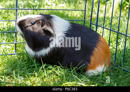 Meerschweinchen unter einem Draht-einzäunung in einem Garten Stockfoto