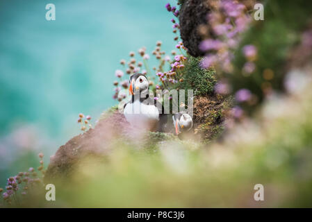 Papageientaucher von saltee Insel in Irland Stockfoto