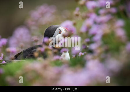 Papageientaucher von saltee Insel in Irland Stockfoto