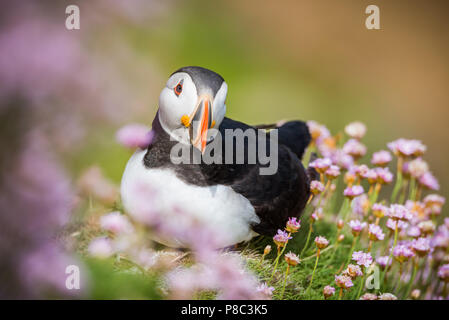 Papageientaucher von saltee Insel in Irland Stockfoto