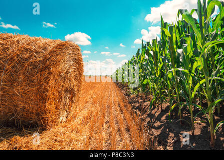 Kornfeld und rollte Heuballen auf sonnigen Sommertag Stockfoto