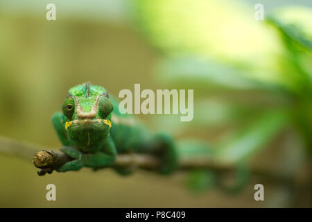 Lustige Chamäleon Stockfoto