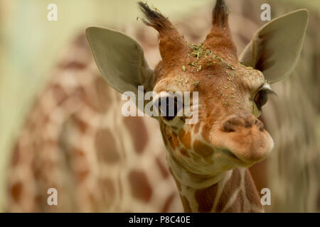 Süßeste Baby Giraffe portrait Stockfoto