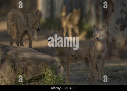 Wölfe in Aktion Stockfoto