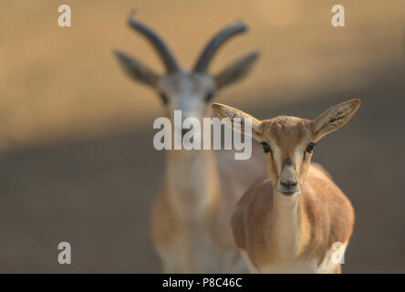 Gazelle Stockfoto