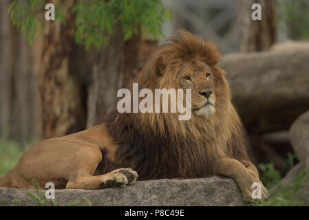 Barbary Lion mit schöner Mähne Stockfoto