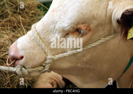 Nahaufnahme der Kopf einer Hereford Bull, mit einem Seil Zaumzeug und ein Kupfer Ring durch die Nase Stockfoto