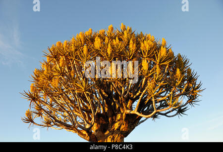 Namibia: die Krone eines Köcher - Baum in der Kalahari - die Wüste Stockfoto