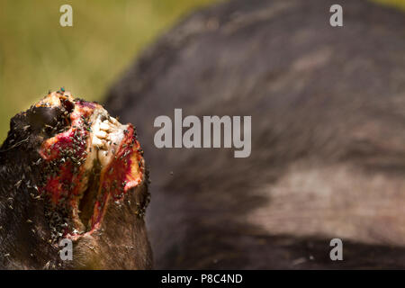 Löwe und Löwe jagt Buffalo dann Feeds und Etas der Tierkörper nach dem Schlachten Masai Mara Kenia Stockfoto