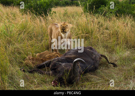 Löwe und Löwe jagt Buffalo dann Feeds und Etas der Tierkörper nach dem Schlachten Masai Mara Kenia Stockfoto