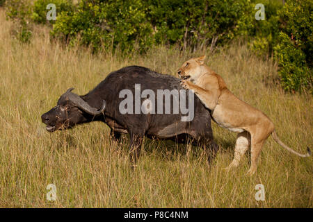 Löwe und Löwe jagt Buffalo dann Feeds und Etas der Tierkörper nach dem Schlachten Masai Mara Kenia Stockfoto