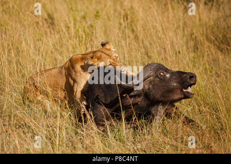 Löwe und Löwe jagt Buffalo dann Feeds und Etas der Tierkörper nach dem Schlachten Masai Mara Kenia Stockfoto