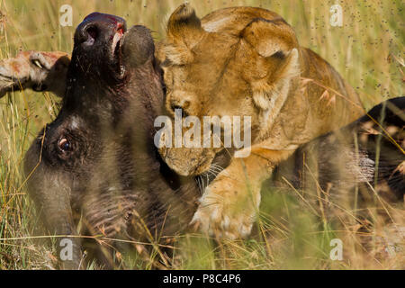 Löwe und Löwe jagt Buffalo dann Feeds und Etas der Tierkörper nach dem Schlachten Masai Mara Kenia Stockfoto