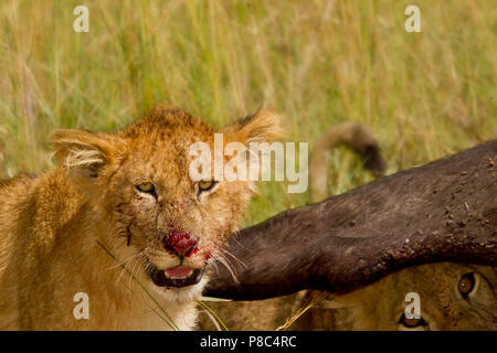 Löwe und Löwe jagt Buffalo dann Feeds und Etas der Tierkörper nach dem Schlachten Masai Mara Kenia Stockfoto