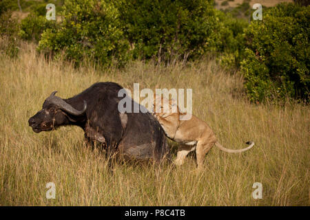 Löwe und Löwe jagt Buffalo dann Feeds und Etas der Tierkörper nach dem Schlachten Masai Mara Kenia Stockfoto