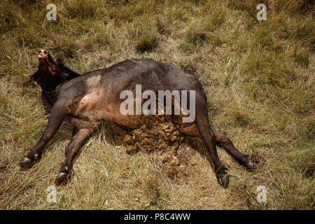 Löwe und Löwe jagt Buffalo dann Feeds und Etas der Tierkörper nach dem Schlachten Masai Mara Kenia Stockfoto