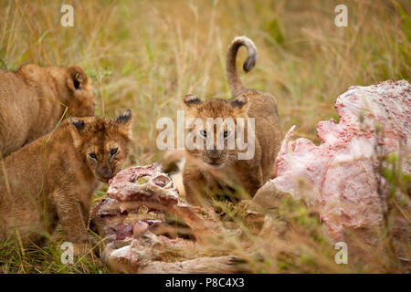 Löwe und Löwe jagt Buffalo dann Feeds und Etas der Tierkörper nach dem Schlachten Masai Mara Kenia Stockfoto