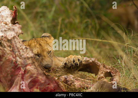 Löwe und Löwe jagt Buffalo dann Feeds und Etas der Tierkörper nach dem Schlachten Masai Mara Kenia Stockfoto