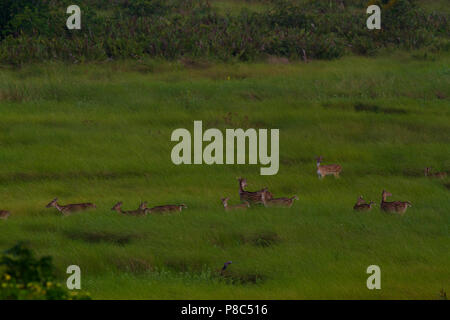 Spotted Deer in die Sundarbans, ein UNESCO-Weltkulturerbe und ein Naturschutzgebiet. Die größte littoral Mangrovenwald der Welt. Bagerhat, Ba Stockfoto