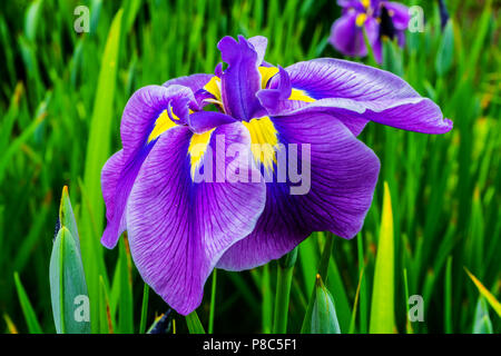Purpur Gelb große Japanische Iris Iris Ensata grüne Blätter in der Nähe von Stockfoto