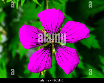 Purple's Geranium Kran Bill grüne Blätter Makro Nahaufnahme Stockfoto