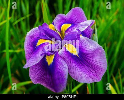 Purpur Gelb große Japanische Iris Iris Ensata grüne Blätter in der Nähe von Stockfoto