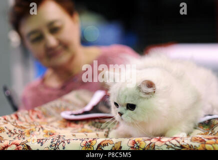 Perser Katze cat Show in Moskau. Stockfoto