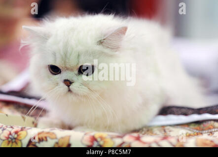 Perser Katze cat Show in Moskau. Stockfoto