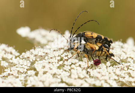 Ein Paar schöne schwarze und gelbe Longhorn Beetle (Rutpela maculata) Früher (Strangalia maculata) nectaring auf einem Wilden Möhre Blüte. Stockfoto