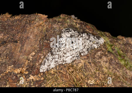 Ein Nachtfalter, Biston betularia gespickt, dass in einem Quecksilberdampf motten Falle geraten war in der Nähe ein Garten Teich und fotografiert, bevor sie freigegeben werden. Stockfoto