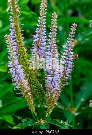 Veronicastrum virginianum 'Lavendelturm' - Lavendel's Towers Culver Root Stockfoto