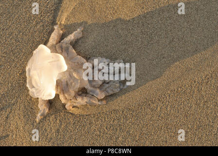 Tote Quallen am Strand, Ansicht von oben Stockfoto