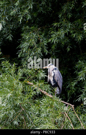 Fischreiher Angeln auf den Kanal. Lee Valley navigation Kanal. London Stockfoto