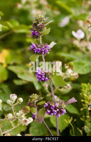 Brennnessel lila Blüten Stockfoto