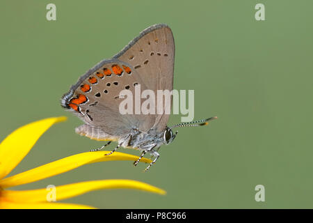 Coral Hairstreak (Satyrium Titus) thront auf einem Black-Eyed Susan - Pinery Provincial Park, Ontario, Kanada Stockfoto