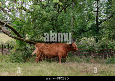 GLASGOW, Schottland - 10. JULI 2018: A Highland Kuh versteckt sich im Schatten am Pollok Country Park. Stockfoto