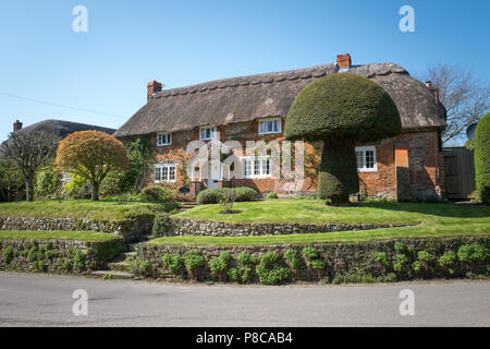 Reetgedeckte Peacock Cottage in Wansborough Wiltshire England Großbritannien mit einer beeindruckenden Eibe Formgehölze Stockfoto