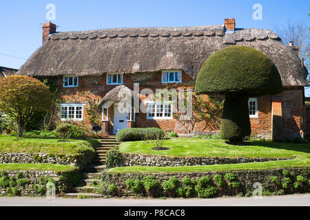 Reetgedeckte Peacock Cottage in Wansborough Wiltshire England Großbritannien mit einer beeindruckenden Eibe Formgehölze Stockfoto