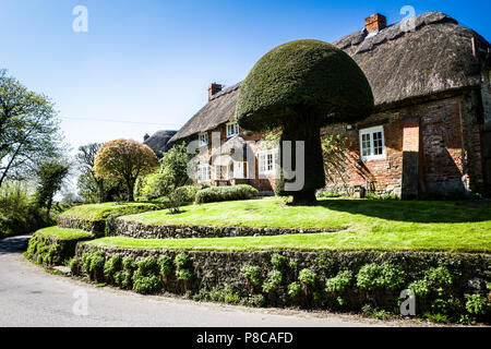 Reetgedeckte Peacock Cottage in Wansborough Wiltshire England Großbritannien mit einer beeindruckenden Eibe Formgehölze Stockfoto