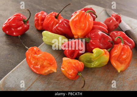 Chilis scotch bonnet Vielfalt Stockfoto