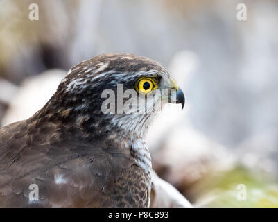 Eurasischen Sperber (Accipiter nisus) Stockfoto