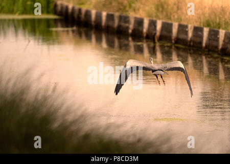 Bushy Park, UK, 10. Juli 2018. UK Wetter: Wilde Tiere die Hitzewelle in Bushy Park umfassen. Ein tief fliegenden Heron in Teddington, Middlesex. Quelle: Michael Stevens/alamy leben Nachrichten Stockfoto