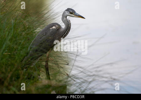 Bushy Park, UK, 10. Juli 2018. UK Wetter: Wilde Tiere die Hitzewelle in Bushy Park umfassen. Ein Reiher wartet auf der Bank in Teddington, Middlesex. Quelle: Michael Stevens/alamy leben Nachrichten Stockfoto